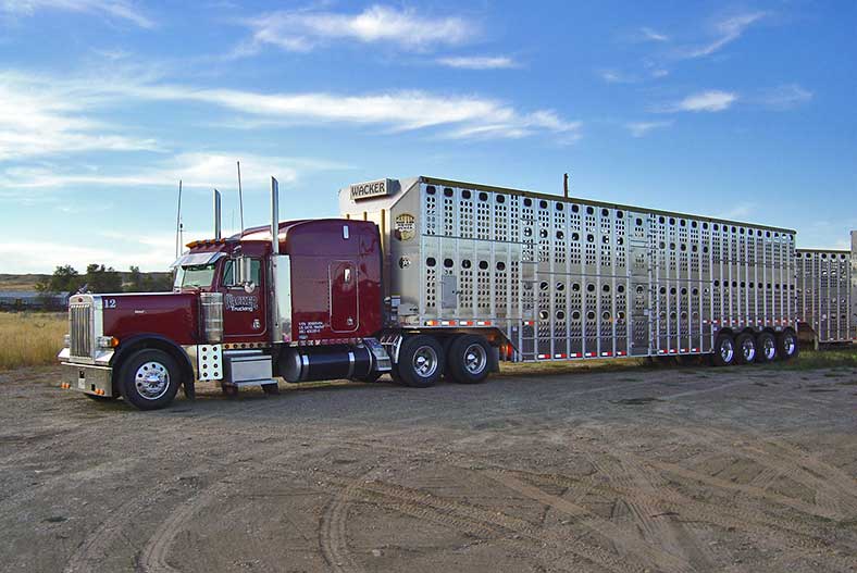 hauling-livestock-3-things-to-consider-the-truckers-network